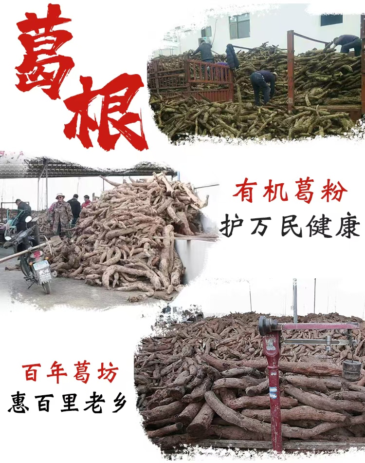 收葛根图.jpg