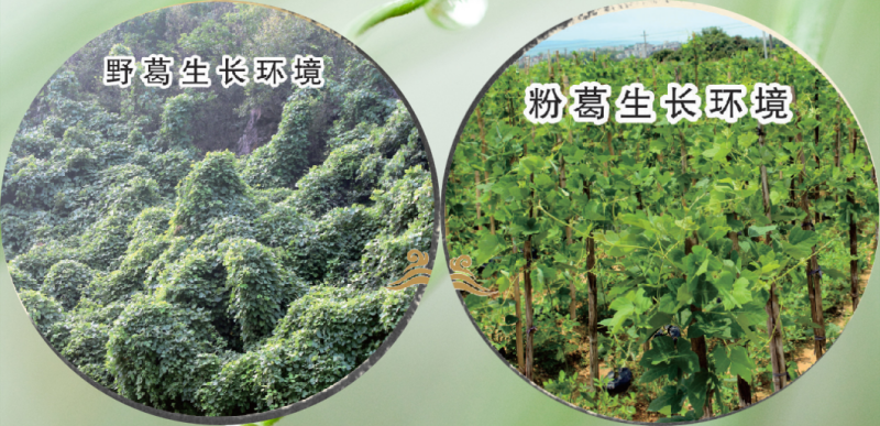 葛根的生长环境.png