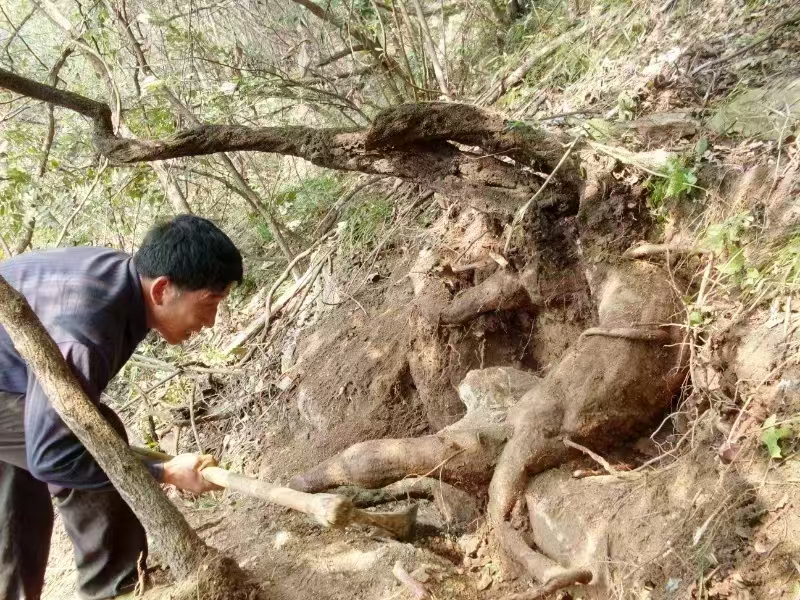 1762587626321140.jpg 野生葛根采挖图jpg.jpg