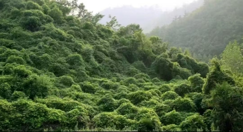 野生葛根生长环境图.jpg