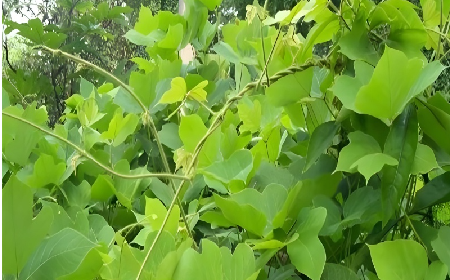七夕宠妻狂魔就选它！二月风双有机野生葛根粉，健康又有文化味 