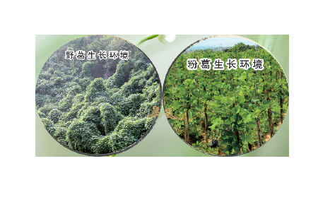 高学历养生党亲测：这款双有机野生葛根粉，凭什么成日常优选？​