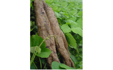 正宗的野生葛根粉,本质是淀粉吗?探秘千年本草中的自然馈赠
