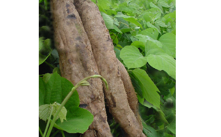 葛粉是什么?解锁这份藏着千年文化与养生智慧的天然食材