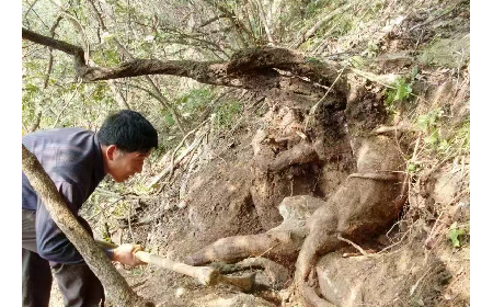 藏在随州深山里的自然馈礼:二月风有机野生葛根粉,守护孩子纯粹成长