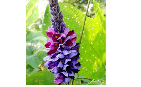 大洪山珍味:二月风有机野生葛根粉的匠心温度
