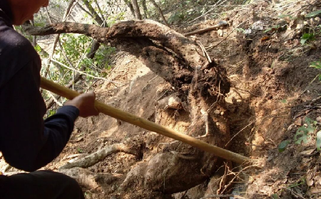 雪日暖养良方：二月风有机野生葛根粉的冬日养生之道