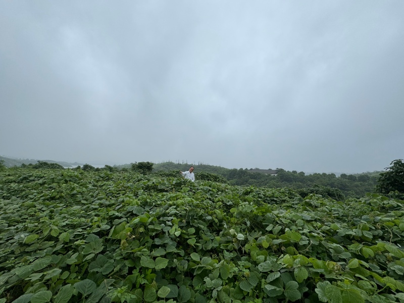 1784339390904262.jpg 葛根基地4_副本.jpg