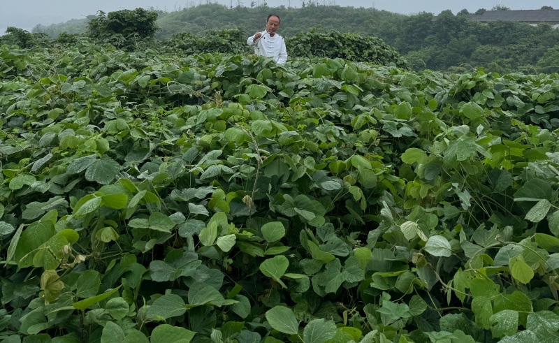 1785398419415085.jpg 葛根基地1_副本.jpg