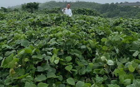 二月风葛粉：三有机认证非遗老字号 定义中国野生葛粉品质新标杆